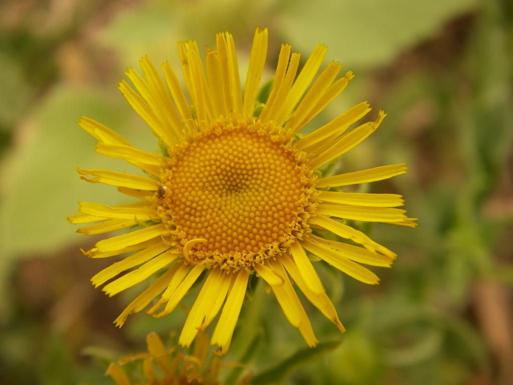 Изображение особи Inula britannica.