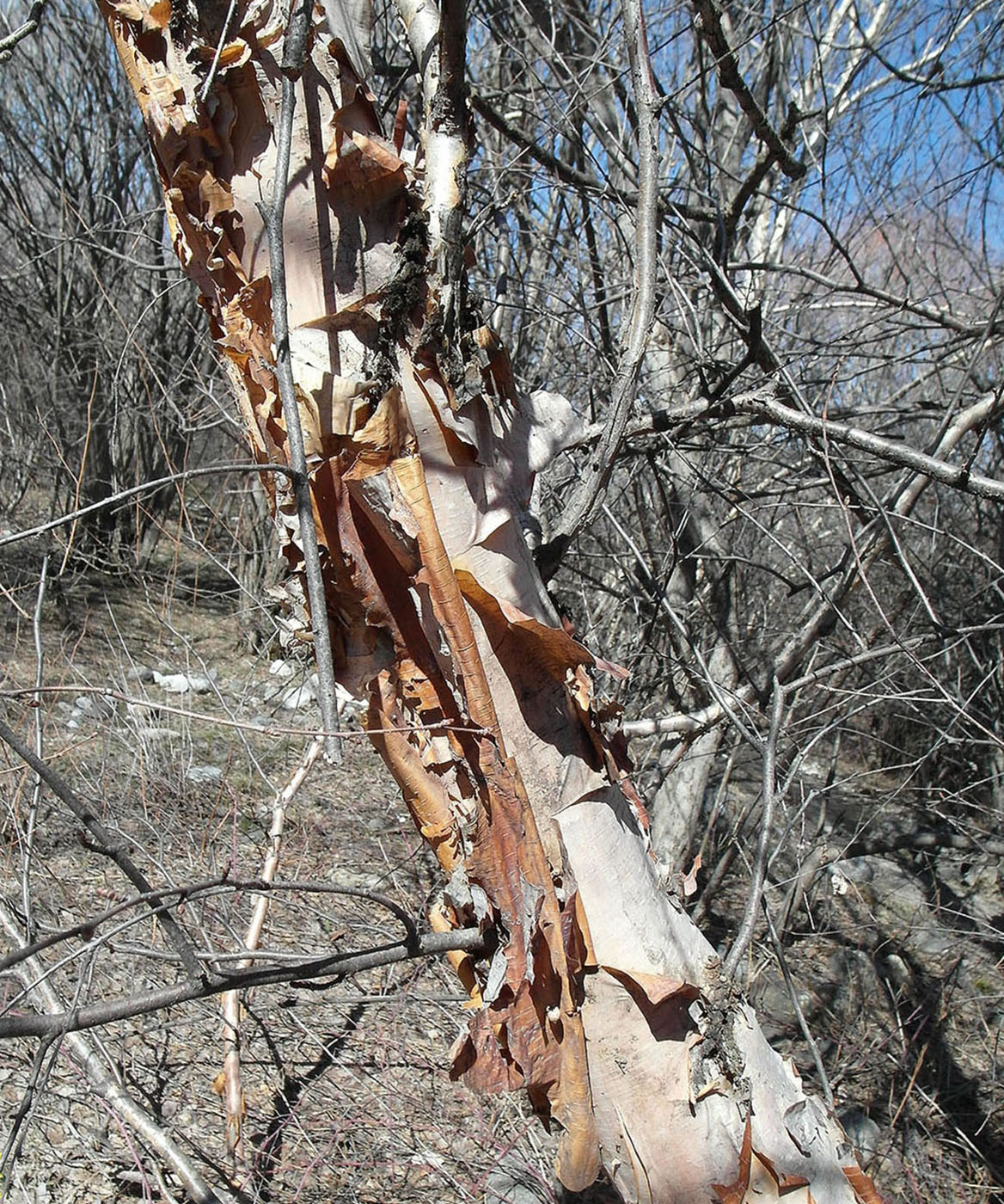 Изображение особи Betula turkestanica.