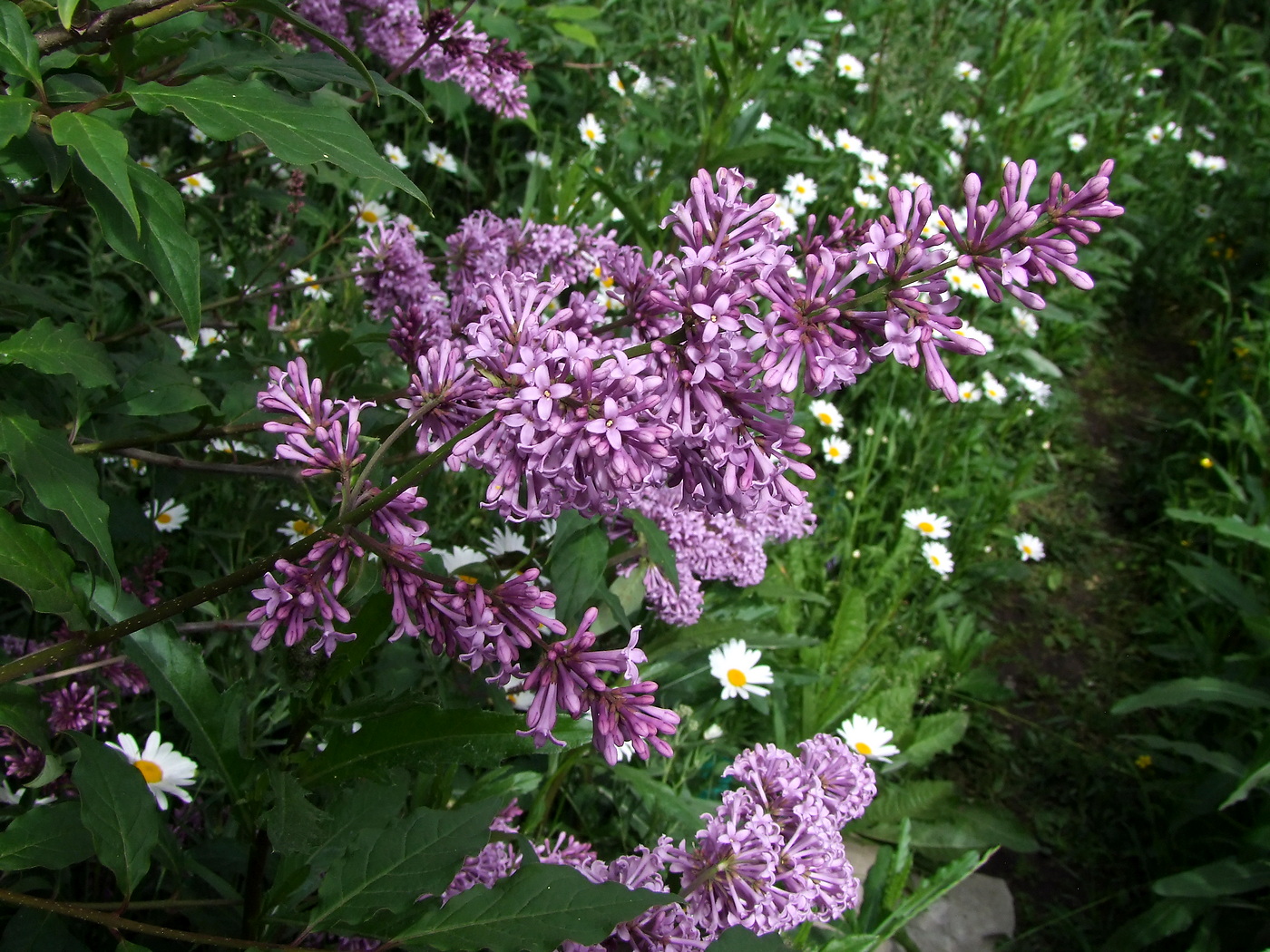 Image of Syringa josikaea specimen.