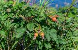 Rosa rugosa