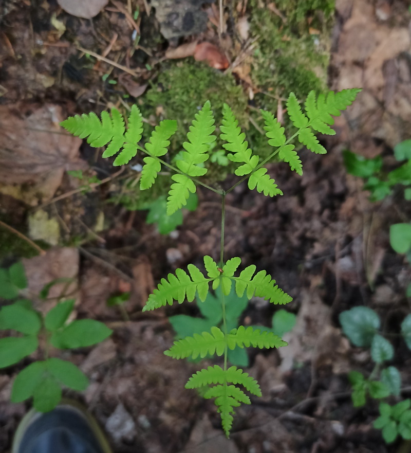 Image of Gymnocarpium dryopteris specimen.