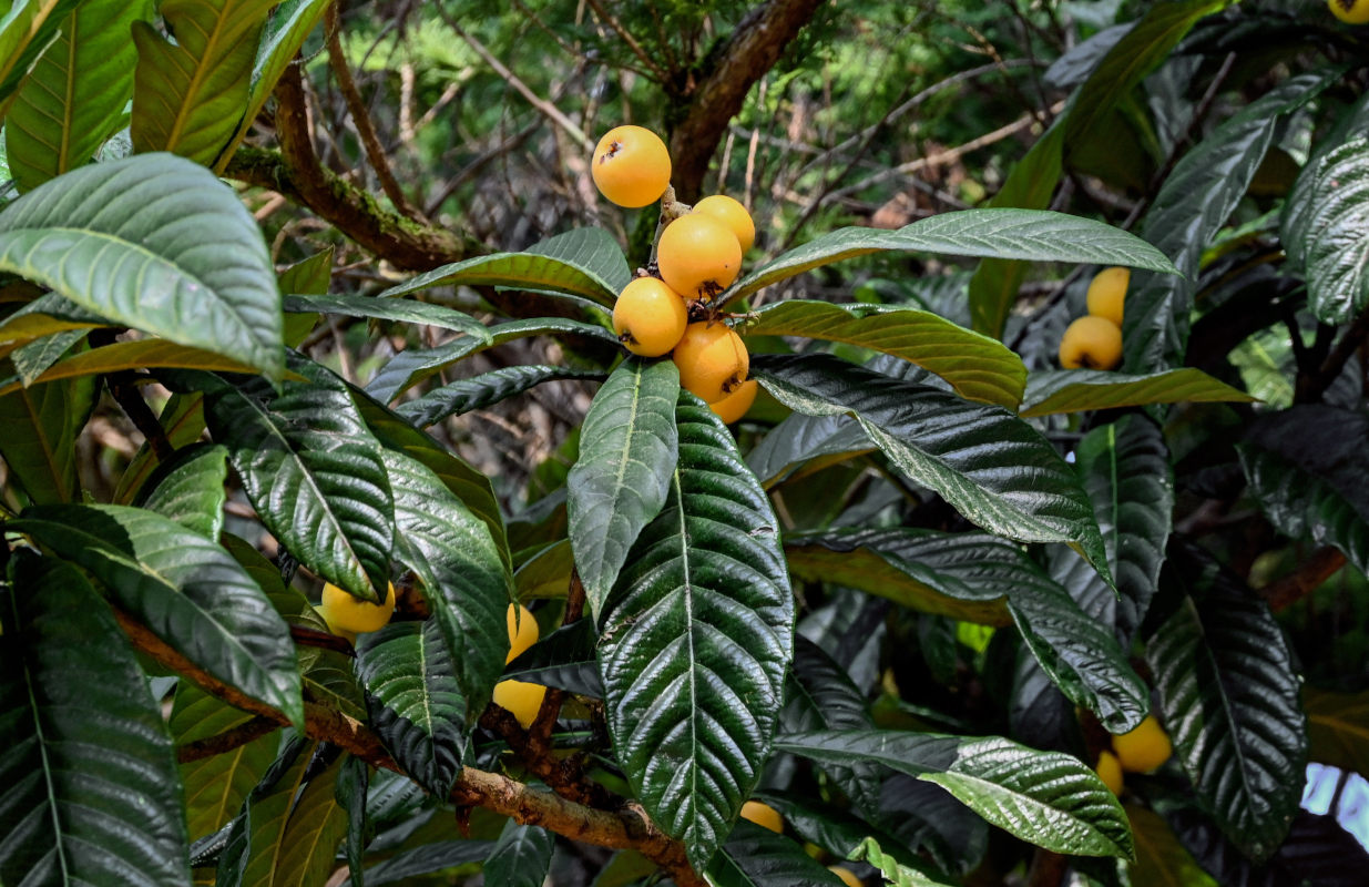 Image of Eriobotrya japonica specimen.