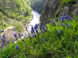 Muscari dolichanthum. Цветущие растения. Краснодарский край, г/о Сочи, Адлерский р-н, ущ. Ахцу, дорога вдоль отвесной скалы. 22.04.2022.