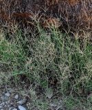 Cynodon dactylon. Цветущие растения. Египет, мухафаза Кена, г. Дандара, у подножия ствола пальмы. 07.05.2023.
