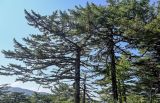 Larix kamtschatica