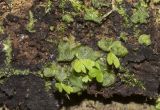 genus Dryopteris