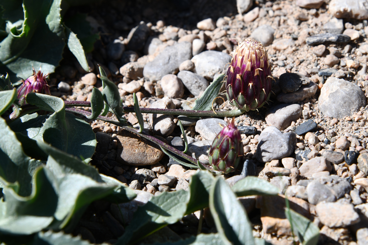 Изображение особи Klasea procumbens.