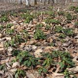 Chimaphila umbellata
