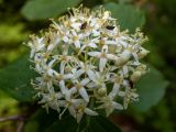 Swida australis. Соцветие с кормящимися жуками. Крым, Южный берег, окр. с. Соколиного, Большой Каньон Крыма, высокий берег р. Аузун-Узень, буково-грабовый лес. 31.05.2024.