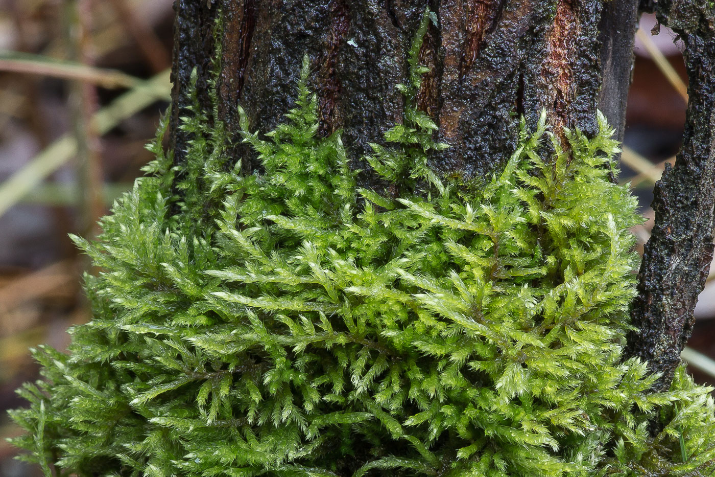 Изображение особи семейство Brachytheciaceae.