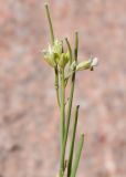 Image of taxon representative. Author is Тулкин Тиллаев