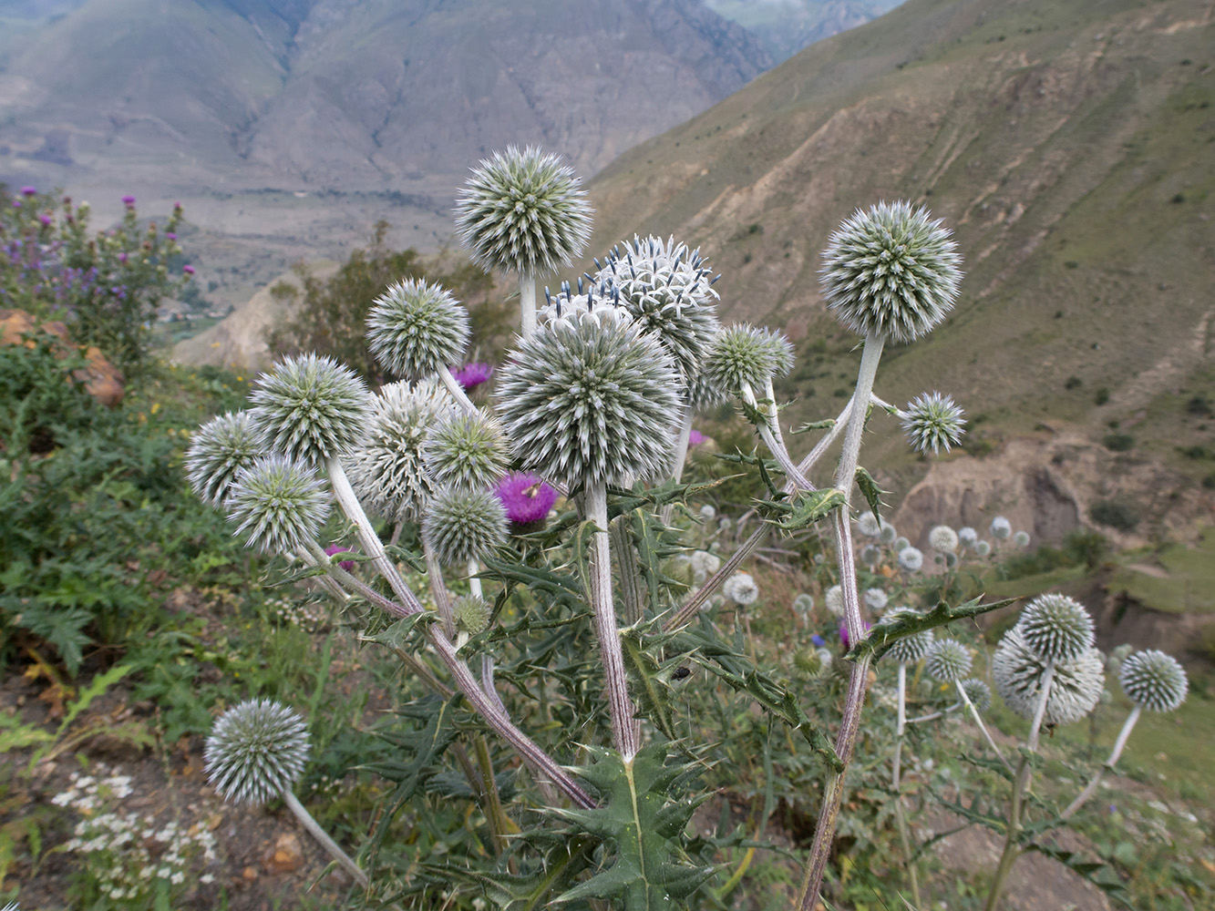 Image of Echinops sphaerocephalus specimen.