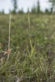 Calamagrostis lapponica