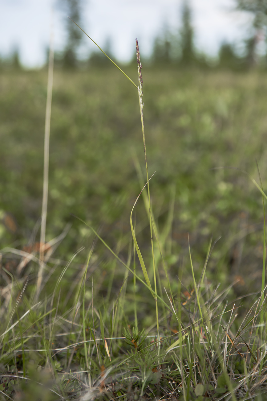 Image of Calamagrostis lapponica specimen.