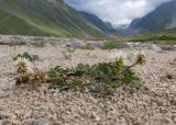 Trifolium ambiguum