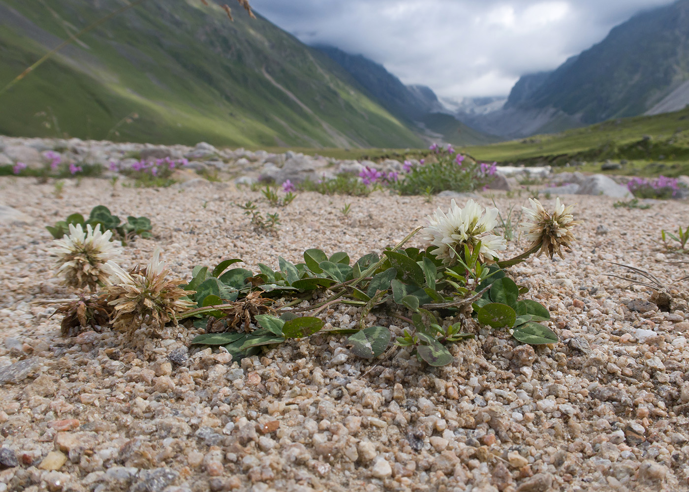 Изображение особи Trifolium ambiguum.