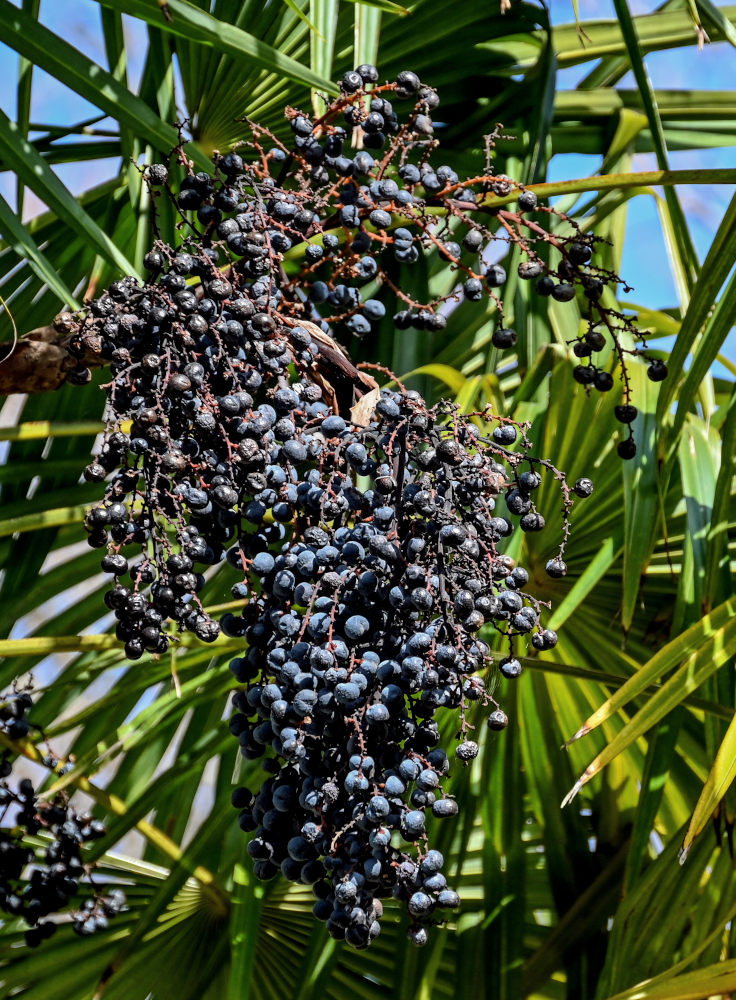 Image of Trachycarpus fortunei specimen.