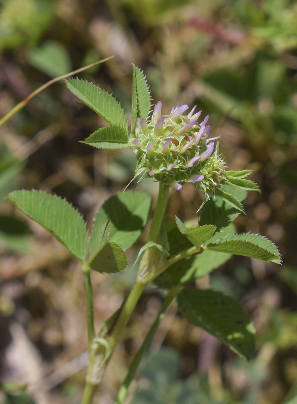 Изображение особи Trifolium glomeratum.