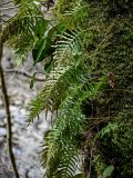 Polypodium cambricum. Вайи с сорусами. Краснодарский край, Сочи, Хостинский р-н, Агурское ущ., широколиственный лес, на поросшем мхами стволе дерева. 14.03.2025.