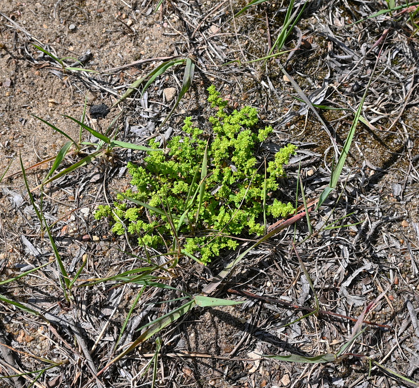 Image of Herniaria glabra specimen.