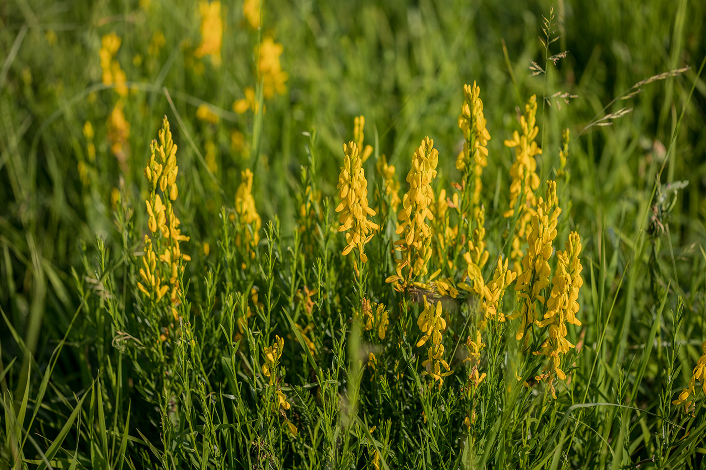 Image of Genista patula specimen.