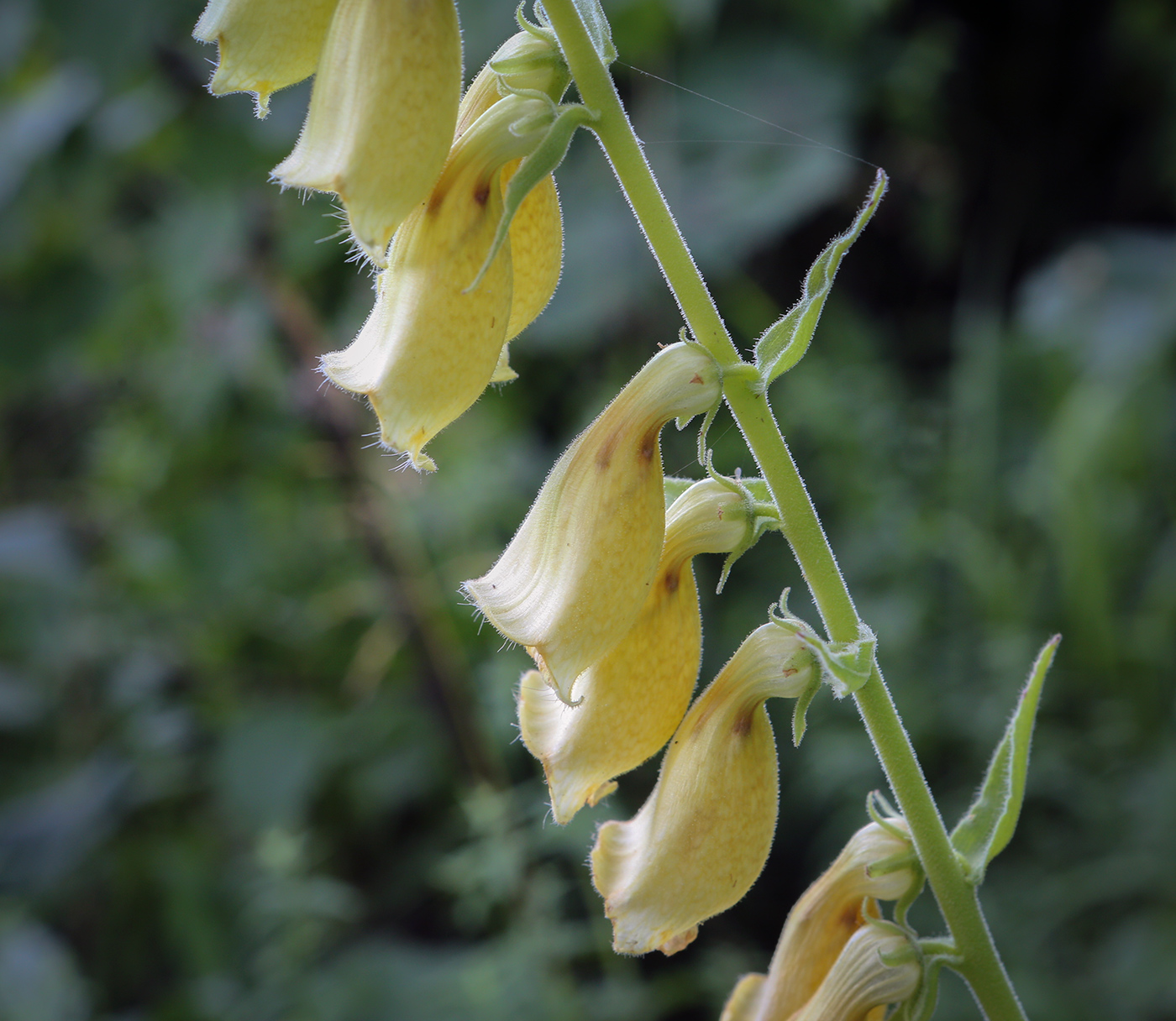 Изображение особи Digitalis grandiflora.