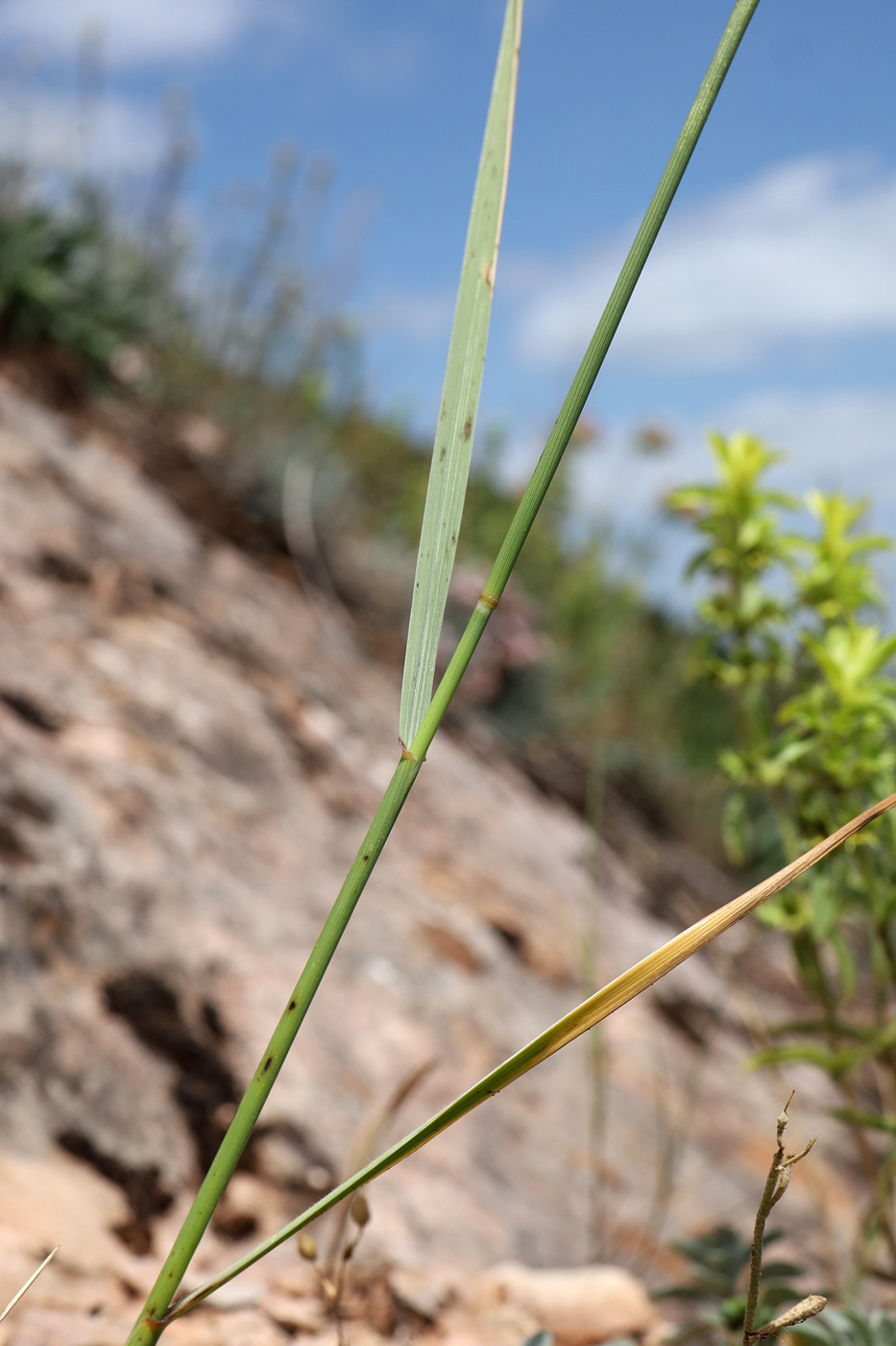 Image of Elytrigia scythica specimen.