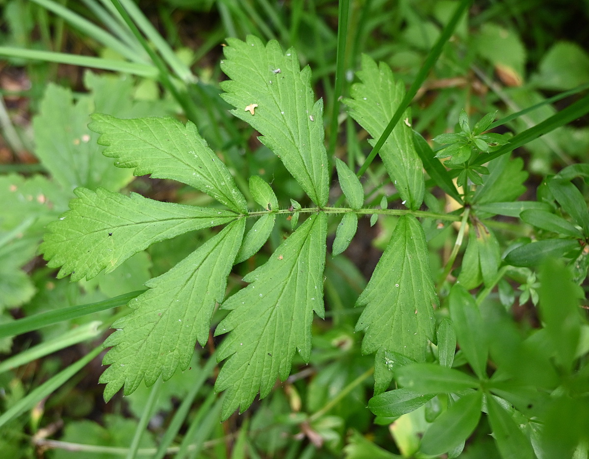 Изображение особи Agrimonia pilosa.