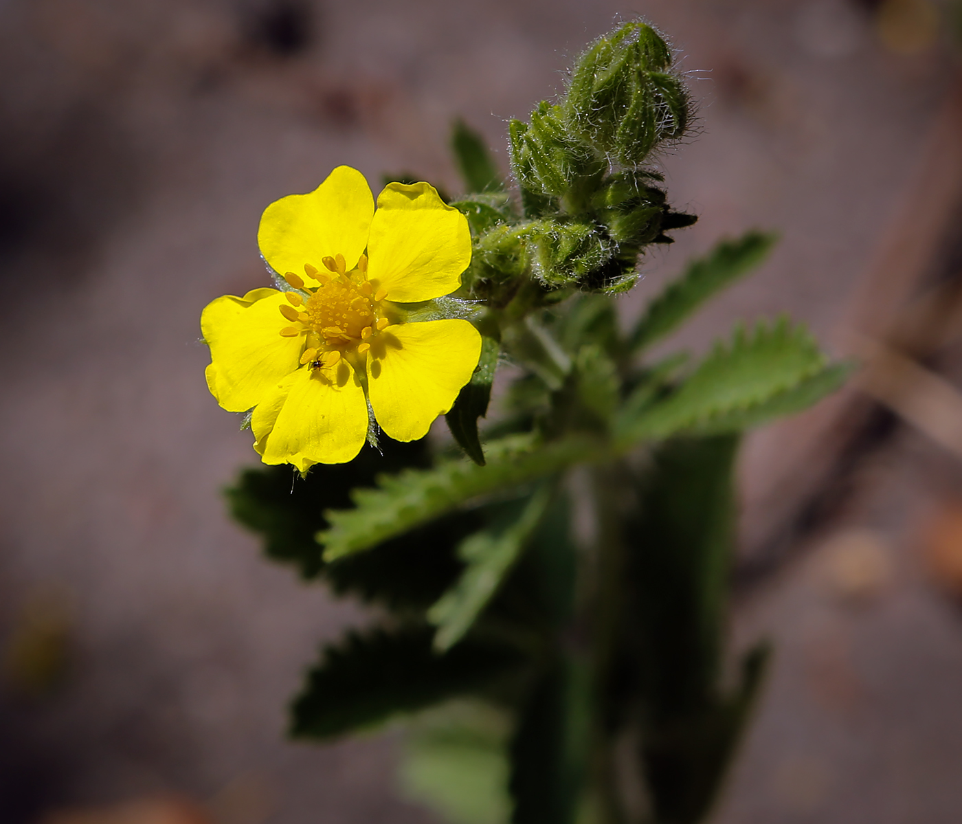 Image of Potentilla recta specimen.