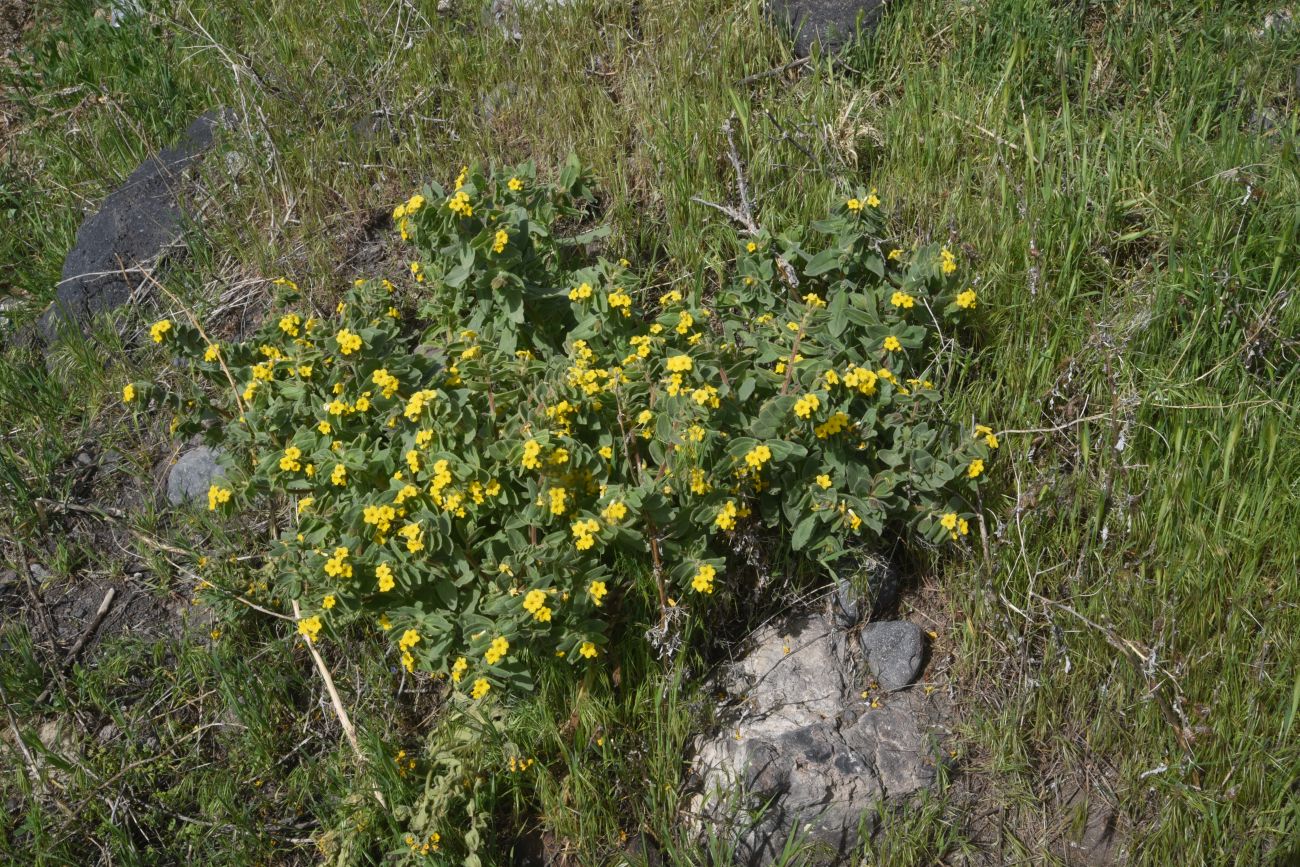Image of Alkanna orientalis specimen.