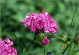 Dianthus barbatus