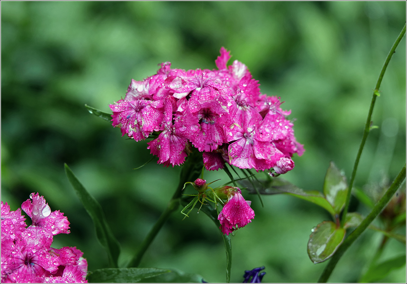 Image of Dianthus barbatus specimen.