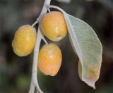 Elaeagnus angustifolia. Часть побега с плодами. Узбекистан, Ташкентская обл., Бостанлыкский р-н, кишлак Яккатут, обочина дороги. 24.08.2025.