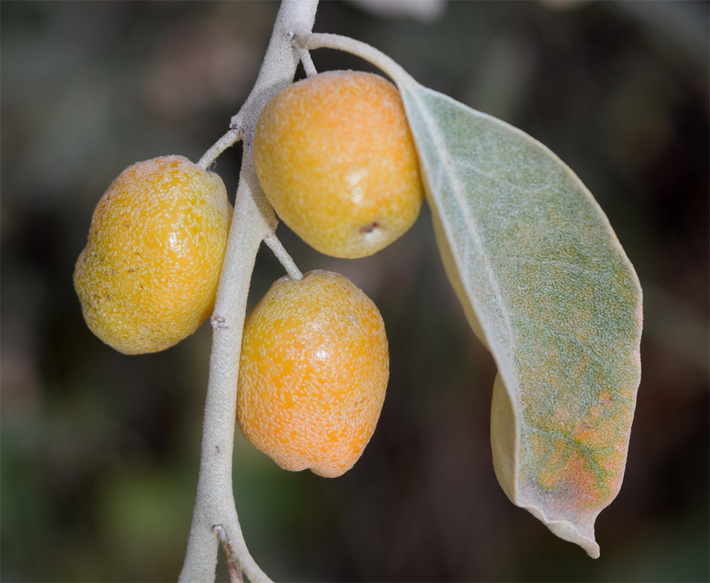 Изображение особи Elaeagnus angustifolia.