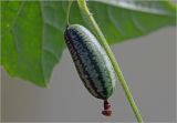 Melothria scabra. Плод. Московская обл., Раменский р-н, окр. дер. Хрипань, садовый участок. 14.09.2025.