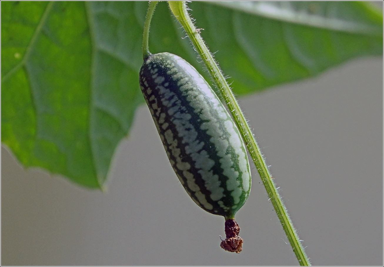 Изображение особи Melothria scabra.
