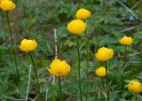 Trollius europaeus. Верхушки побегов с цветками. Мурманская обл., Терский р-н, окр. Часовни Безымяного инока, берег Белого моря, приморский луг. 13.06.2025.