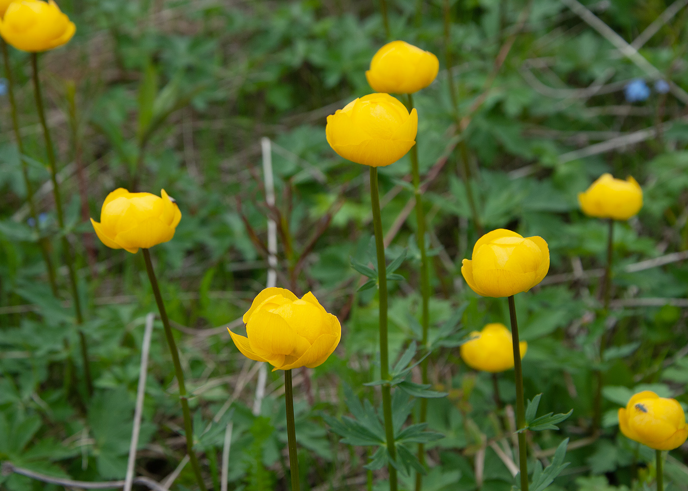 Изображение особи Trollius europaeus.