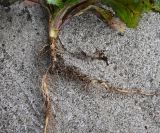 Image of taxon representative. Author is Григорий Токарев