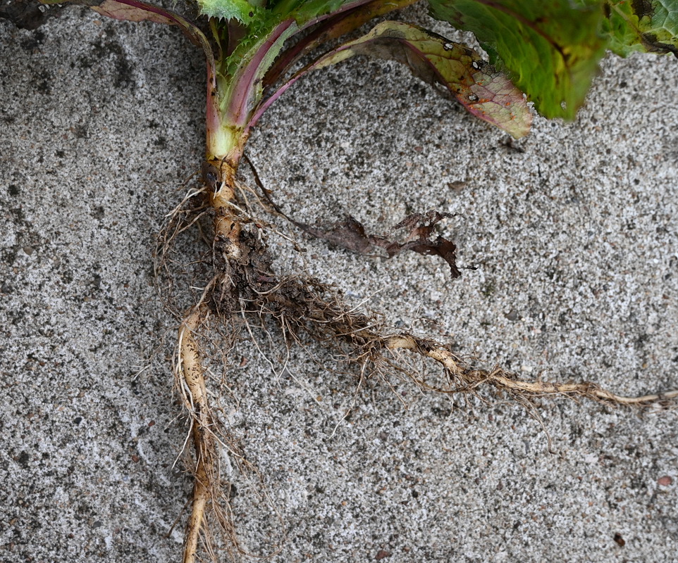 Image of Sonchus asper specimen.