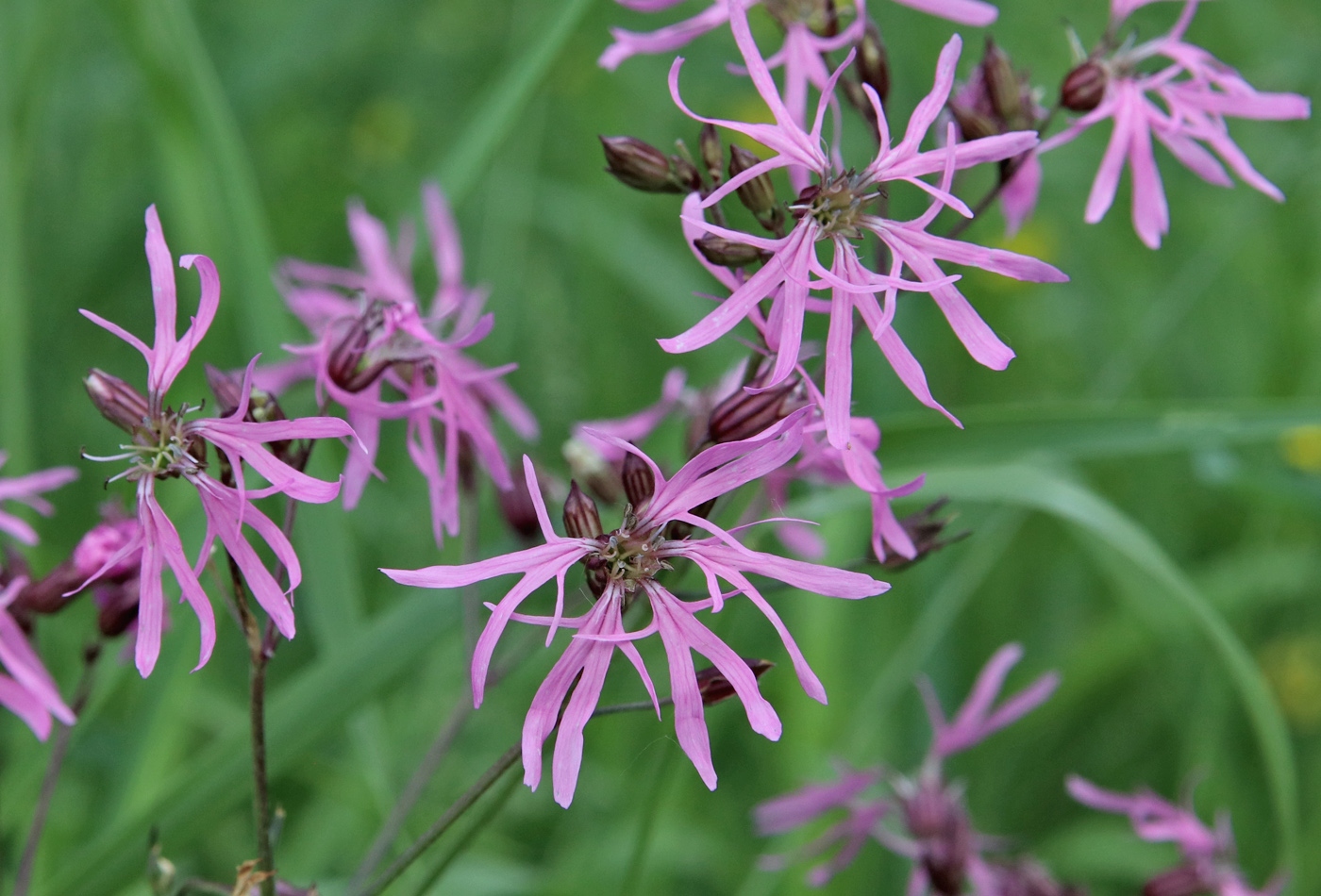 Изображение особи Coccyganthe flos-cuculi.