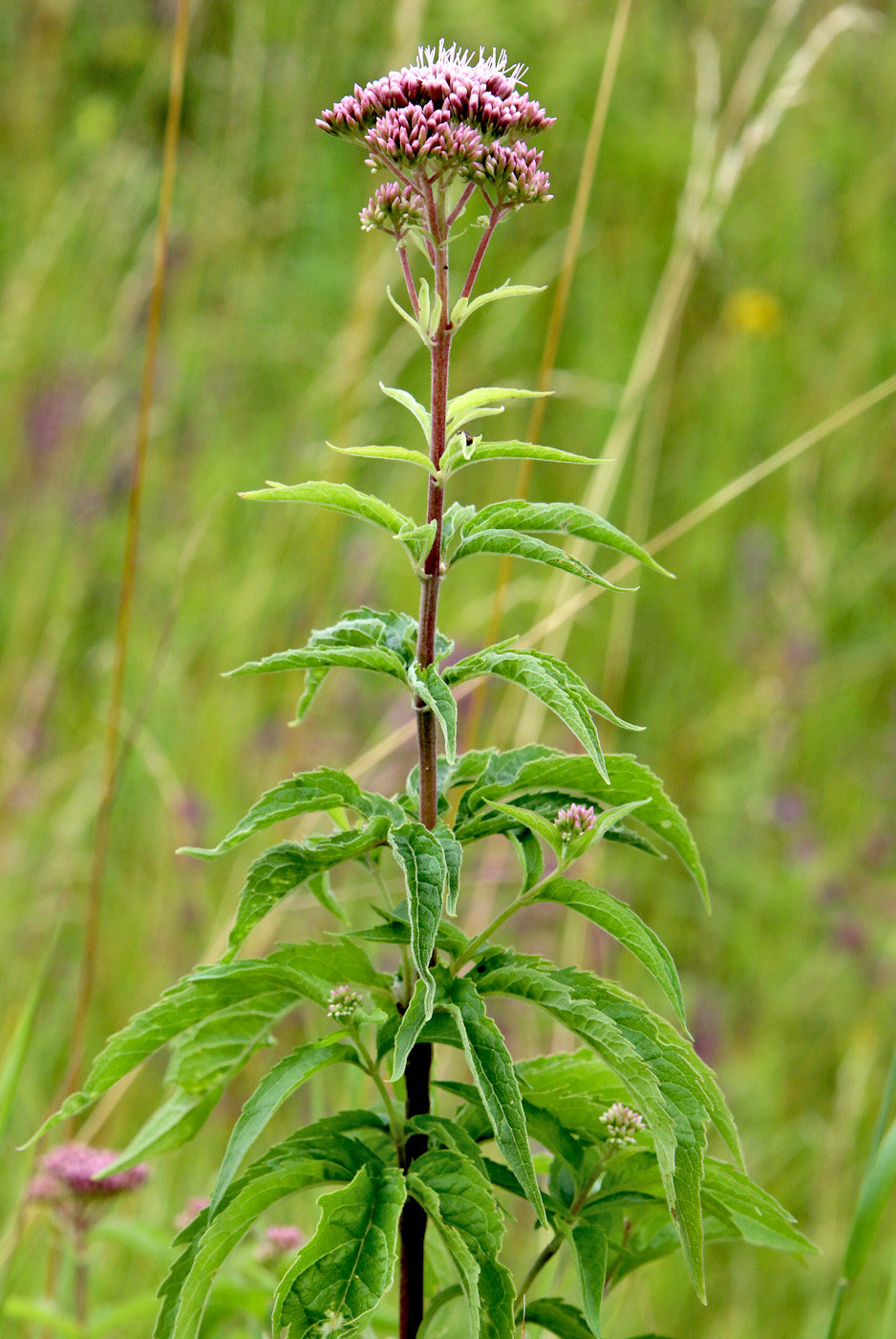Изображение особи Eupatorium cannabinum.