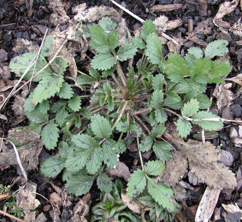 Image of Potentilla ruthenica specimen.