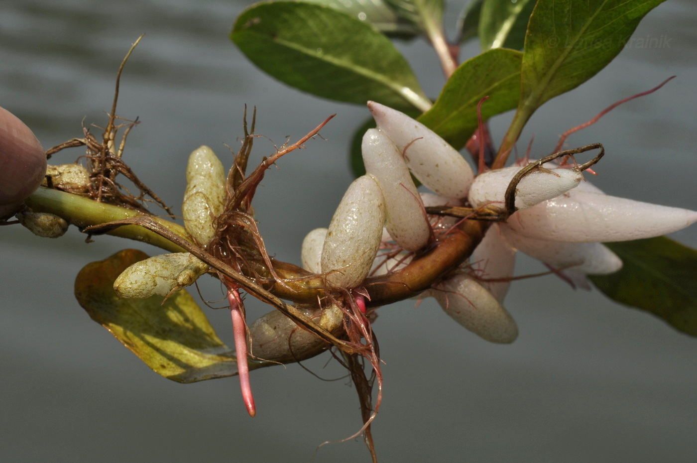 Image of Ludwigia adscendens specimen.