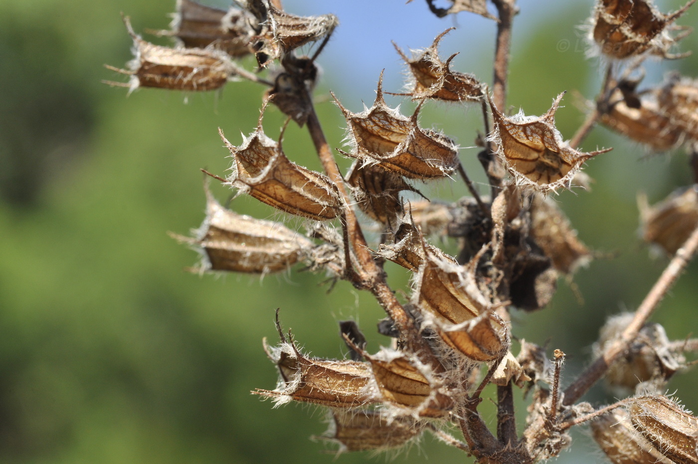 Image of Mesosphaerum suaveolens specimen.