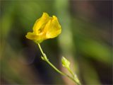 Utricularia intermedia. Верхушка побега с цветком и бутоном. Карелия, восточный берег оз. Топозеро, низинное болото вблизи песчаного пляжа. 31.07.2025.