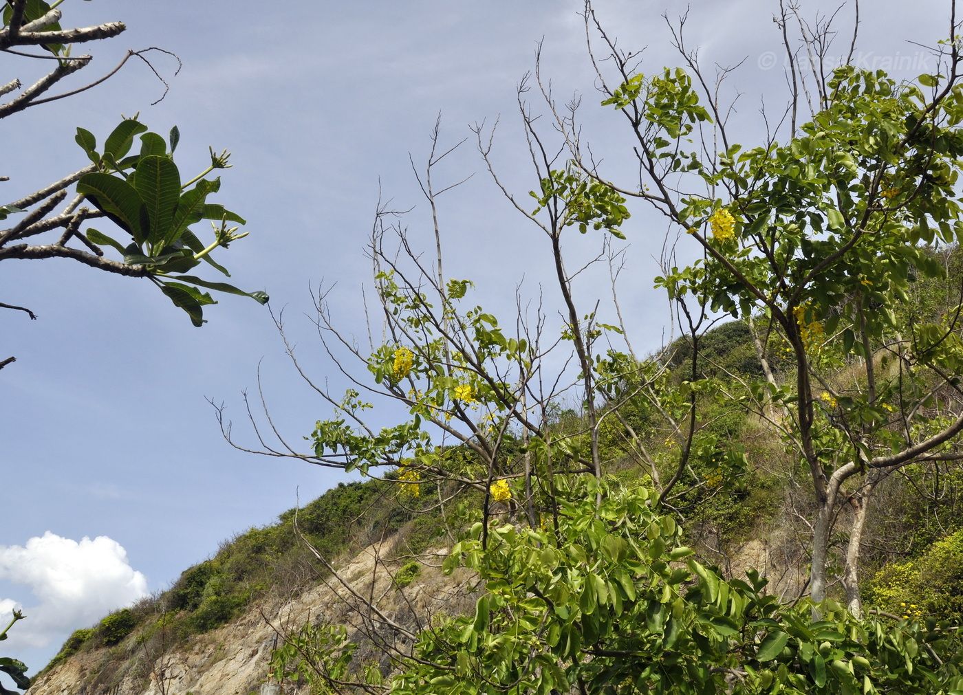 Изображение особи Cassia fistula.