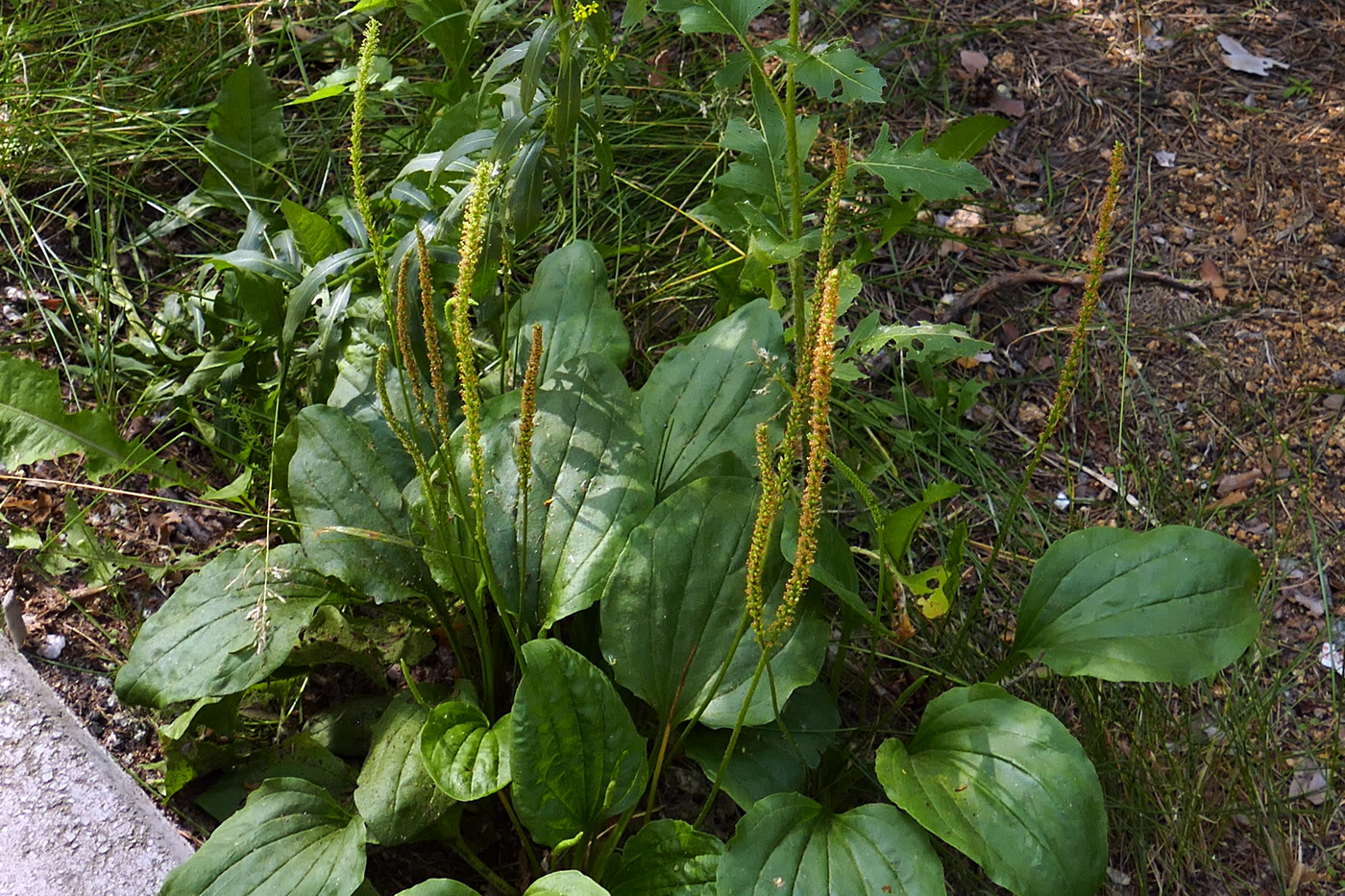 Image of Plantago major specimen.
