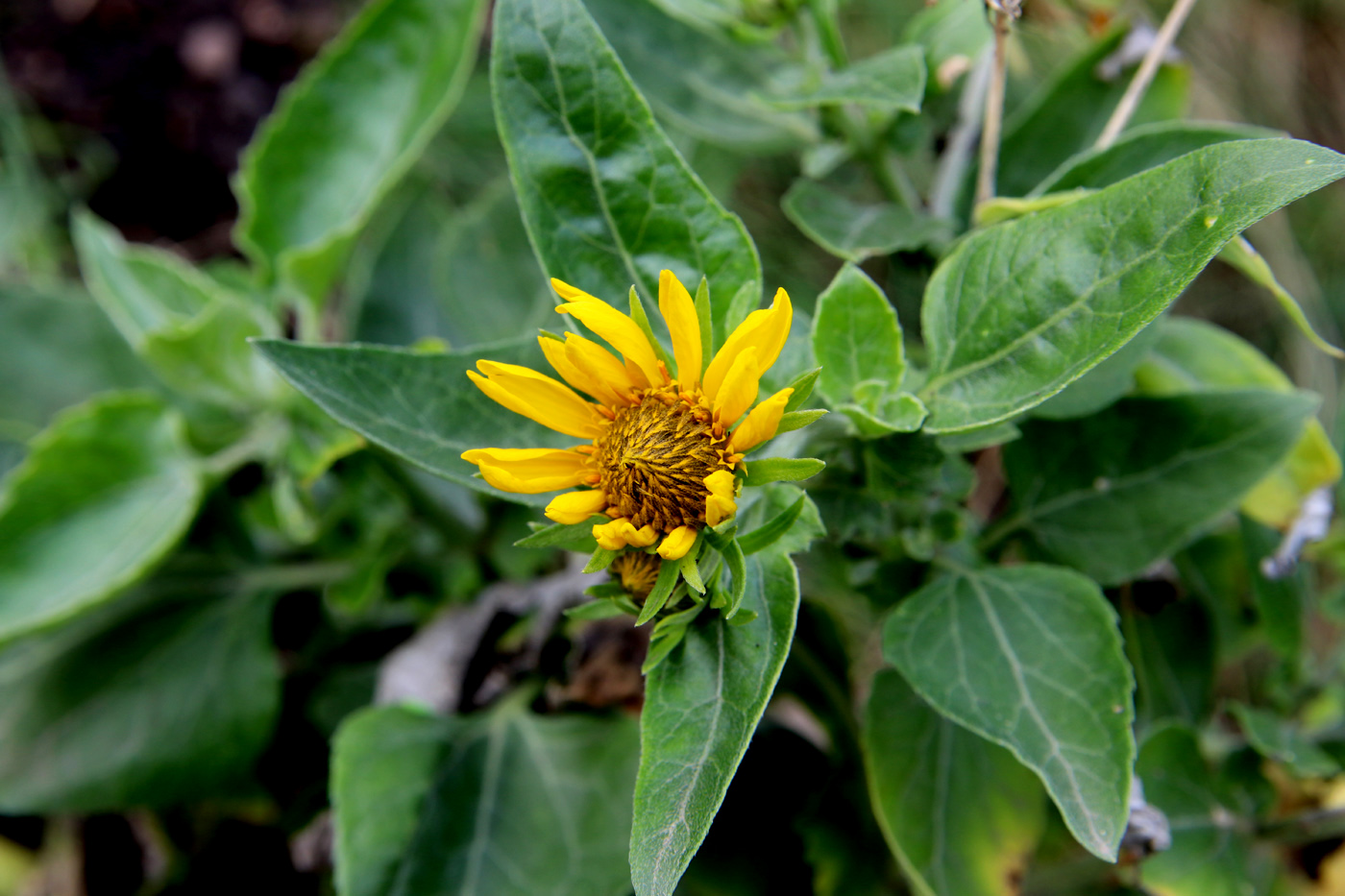 Image of genus Rudbeckia specimen.