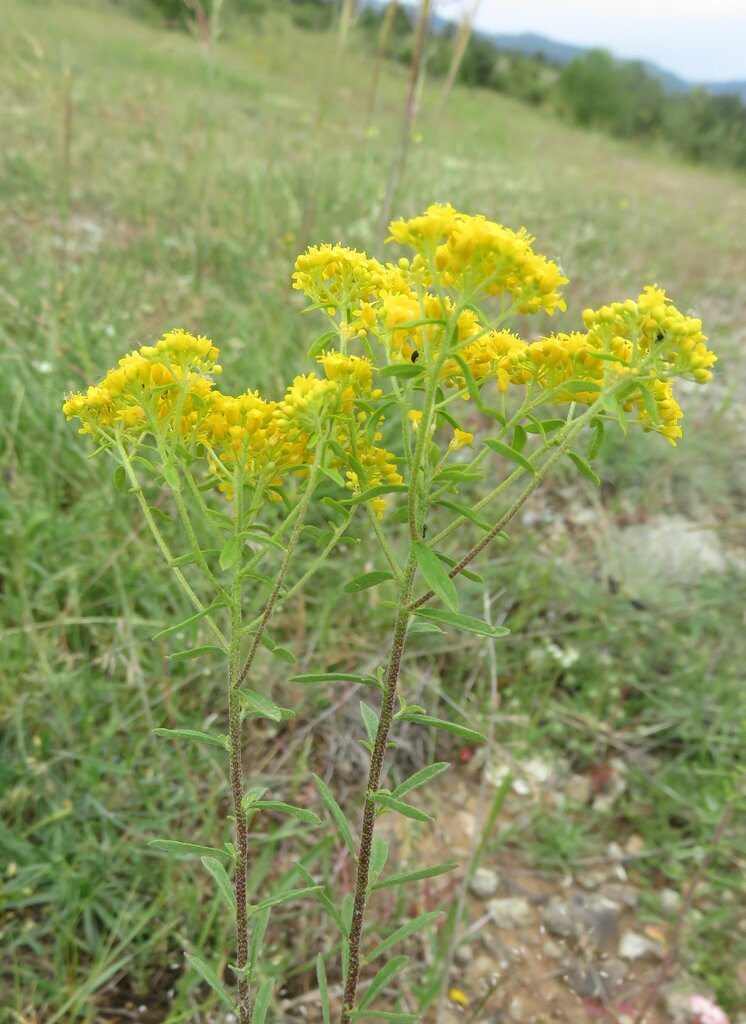 Image of Odontarrhena muralis specimen.